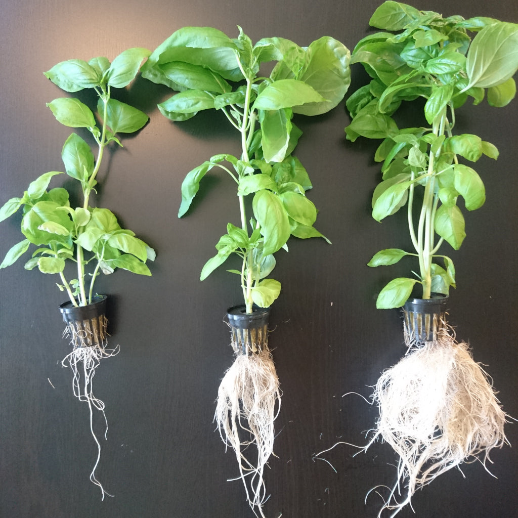 Understanding The Growth Cycle Of Hydroponic Plants