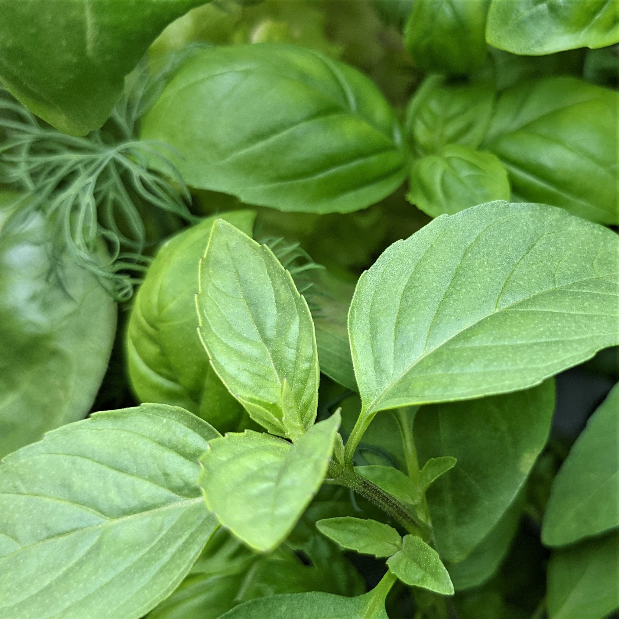 Forudsige sikkerhed amplifikation Thai Basilikum – Pleasant Plants